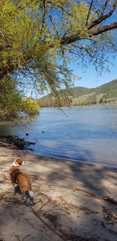 Ferienwohnung Am Geysirzentrum Andernach Dış mekan fotoğraf
